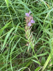 Platanthera psycodes