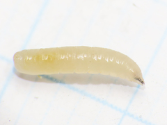 Silba adipata