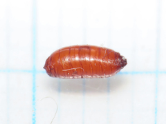 Silba adipata