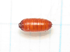 Silba adipata
