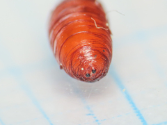 Silba adipata