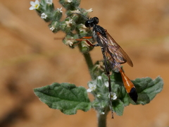 Ammophila