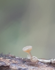 Crocicreas cyathoideum