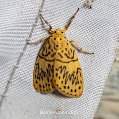 Pseudobarsine bombdilensis