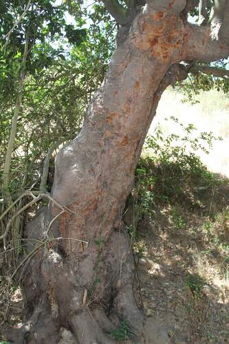 Image of Beilschmiedia miersii by (c) Cesar Ormazabal, some rights reserved (CC BY)