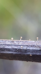 Crocicreas cyathoideum