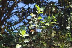 Beilschmiedia miersii, photograph (c) Cesar Ormazabal, some rights reserved (CC BY)