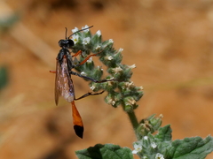 Ammophila