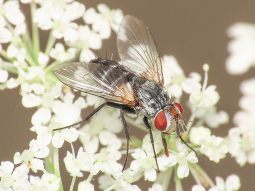 Clausicella suturata