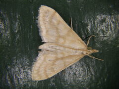 Paracorsia repandalis