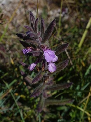 Teucrium scordium