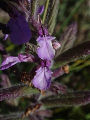 Teucrium scordium