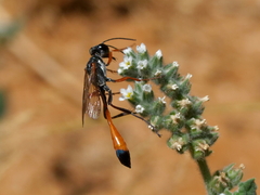 Ammophila