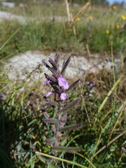 Teucrium scordium