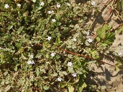 Erodium lebelii