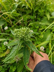 Saussurea acuminata sachalinensis