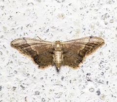 Idaea violacea