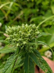 Saussurea acuminata sachalinensis