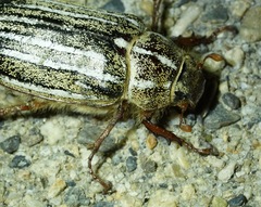 Polyphylla nigra