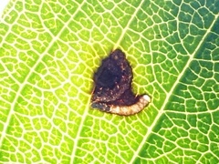 Bucculatrix frangutella