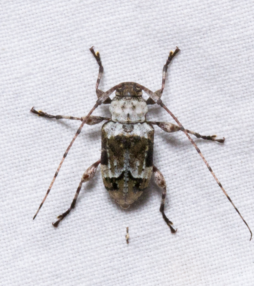 Leptostylopsis planidorsus