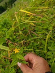 Hypericum kamtschaticum