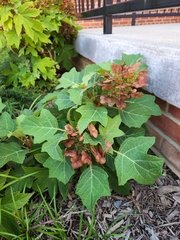 Hydrangea quercifolia