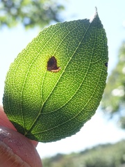 Bucculatrix frangutella