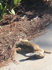 Sylvilagus audubonii