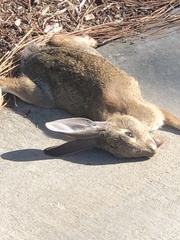 Sylvilagus audubonii