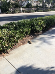 Sylvilagus audubonii