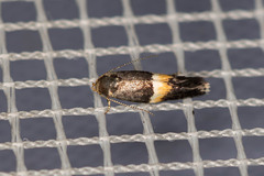 Elachista bisulcella