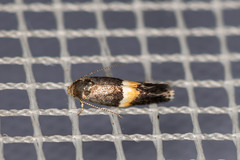 Elachista bisulcella