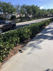 Sylvilagus audubonii