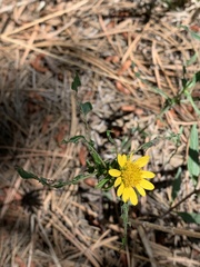 Grindelia subalpina