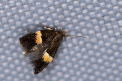 Elachista bisulcella
