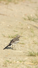 Motacilla alba