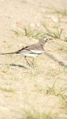 Motacilla alba