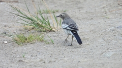 Motacilla alba