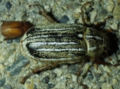 Polyphylla nigra