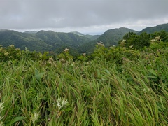 Filipendula camtschatica