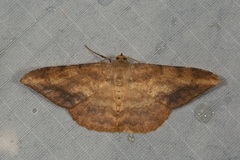 Luxiaria amasa