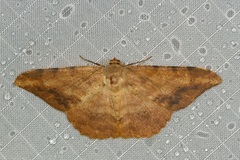 Luxiaria amasa