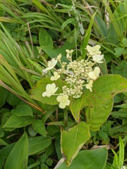 Hydrangea petiolaris