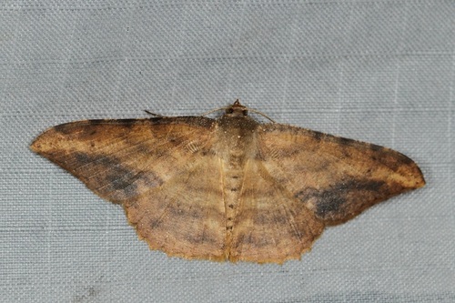 Luxiaria amasa (Butler, 1878)