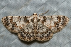 Myrioblephara