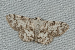 Calichodes subrugata