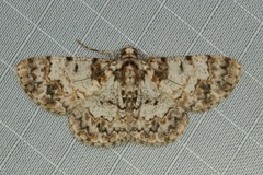 Myrioblephara