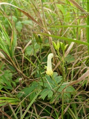 Aconitum umbrosum