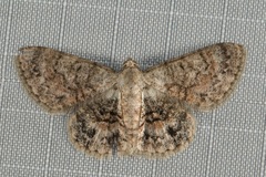 Myrioblephara pallibasis
